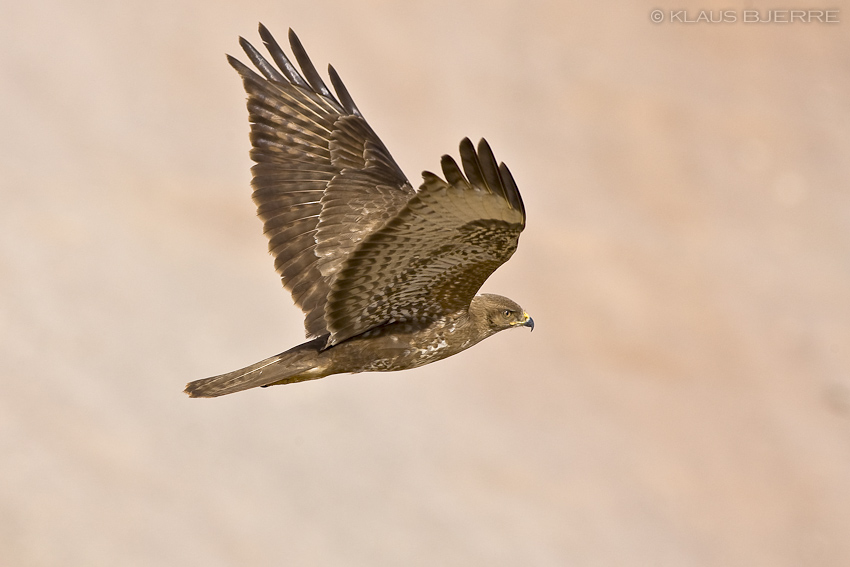 Steppe Buzzard_KBJ5921.jpg - Steppe Buzzard - Eilat Mountains